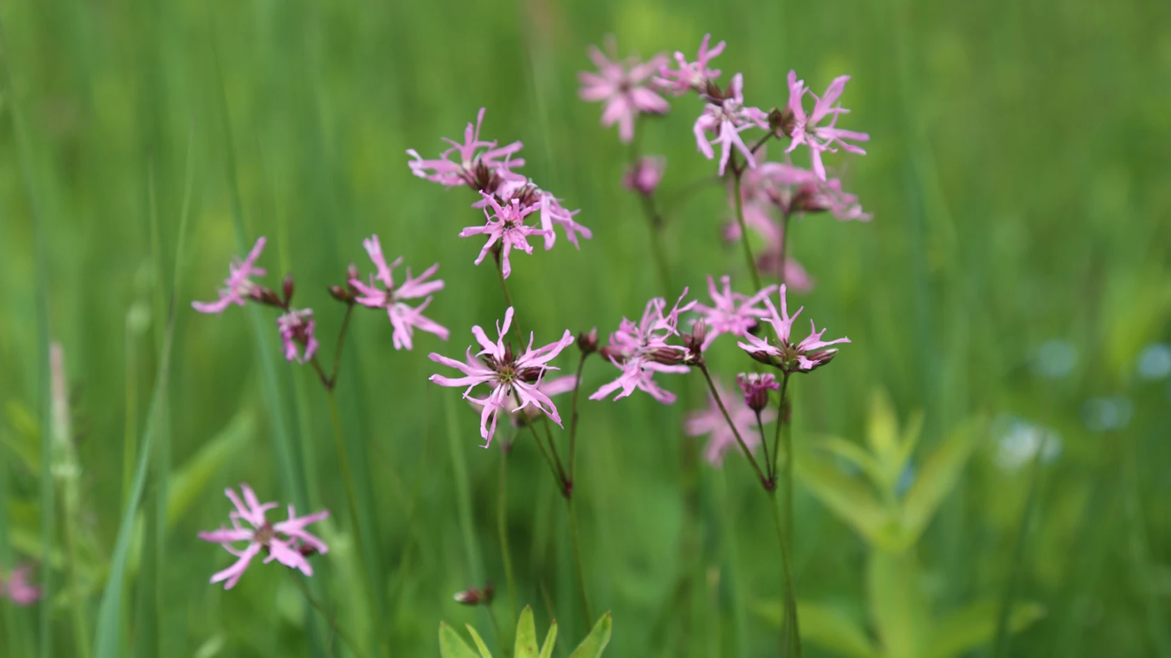 Gökblomster, Småryd