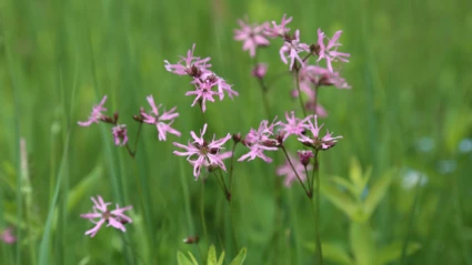 Gökblomster, Småryd