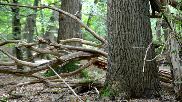 Ek, Sofieroskogen (foto: Lars Salomon)