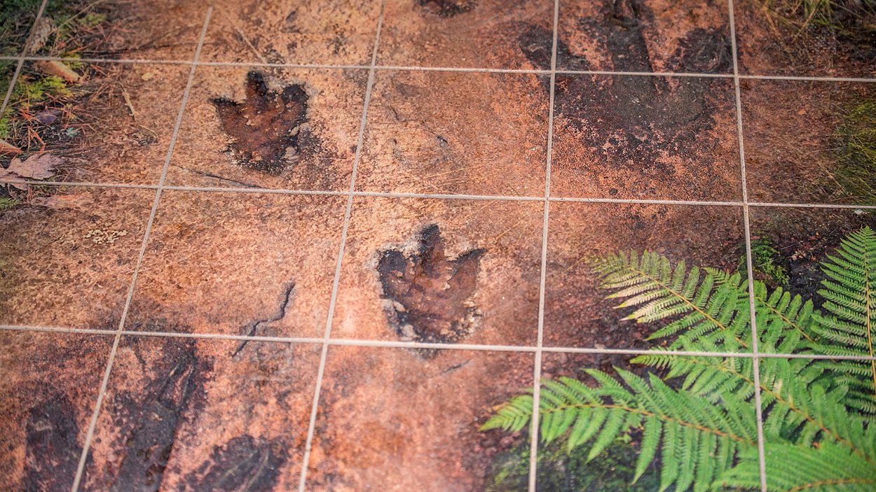 Fotspår visar vägen till familjetoaletten vid Dinosaurielekan