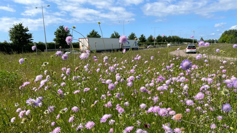 Blommande åkervädd i vägrenen vid Österleden i Helsingborg.