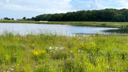 Vy över våtmarken Ödåkra sjö