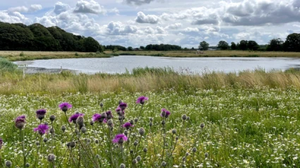 Blommande äng vid Ödåkra sjö