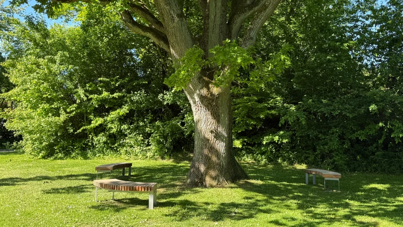 Sittplatser under en ek i Hagaparken i Påarp.
