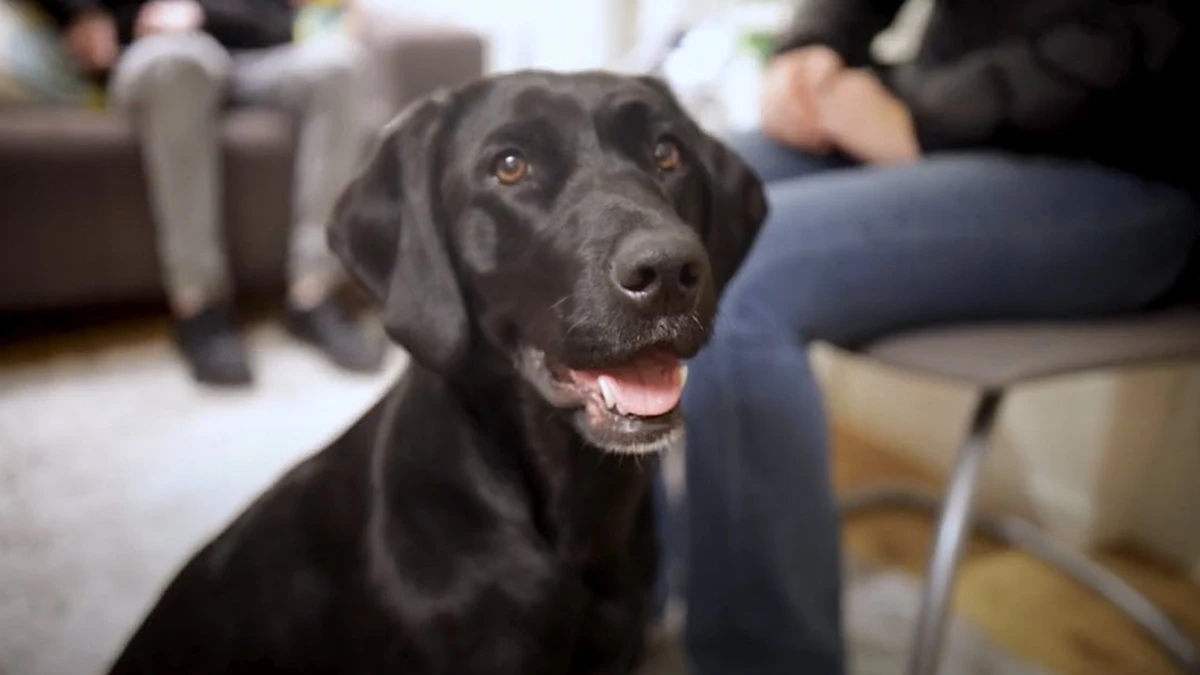 hund i stadens tjänst