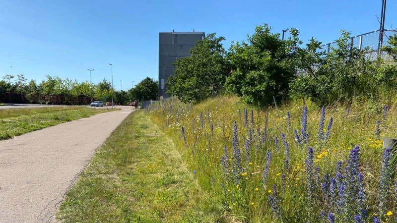 Blommande ängsväxter i vägrenen vid Bredgatan.