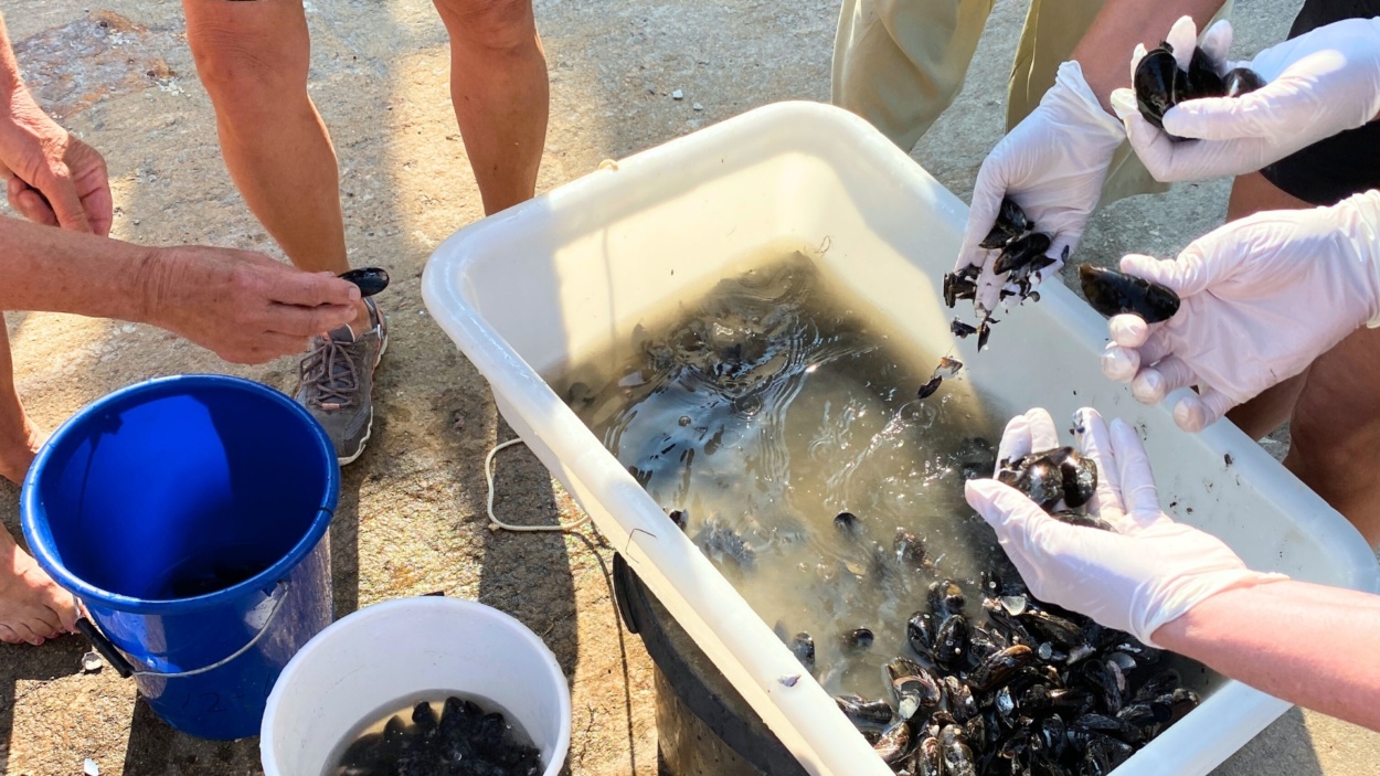 Havskolonister sorterar musslor till plattformen.