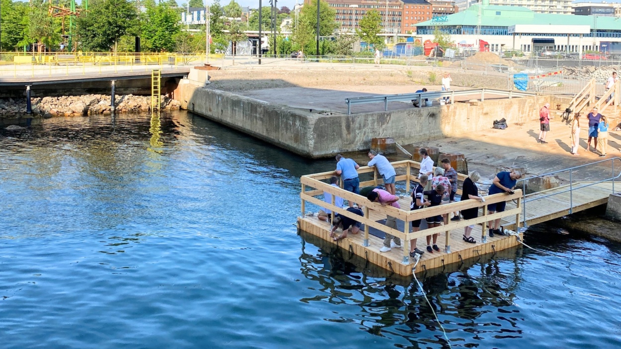 Personer står på havskoloniplattformen i Helsingborgs hamn och tittar ner i vattnet.