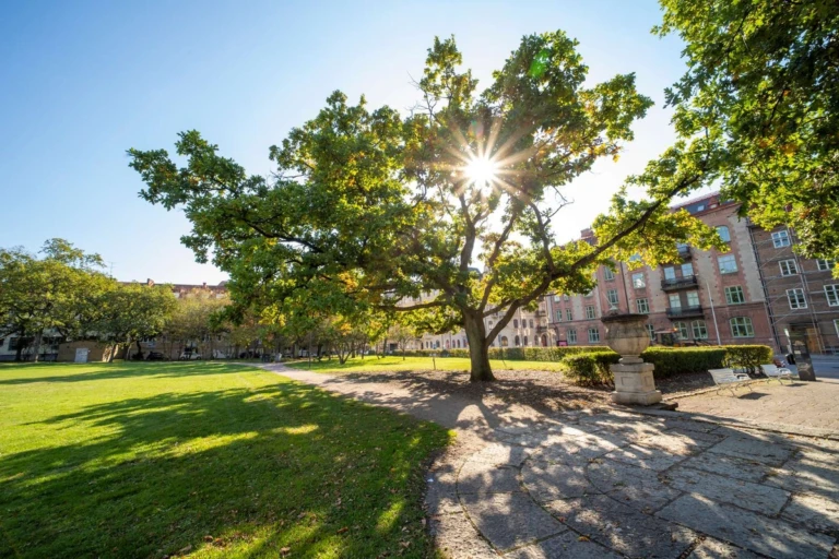 En stort träd där en nedåtgående sol lyser genom bladverket.