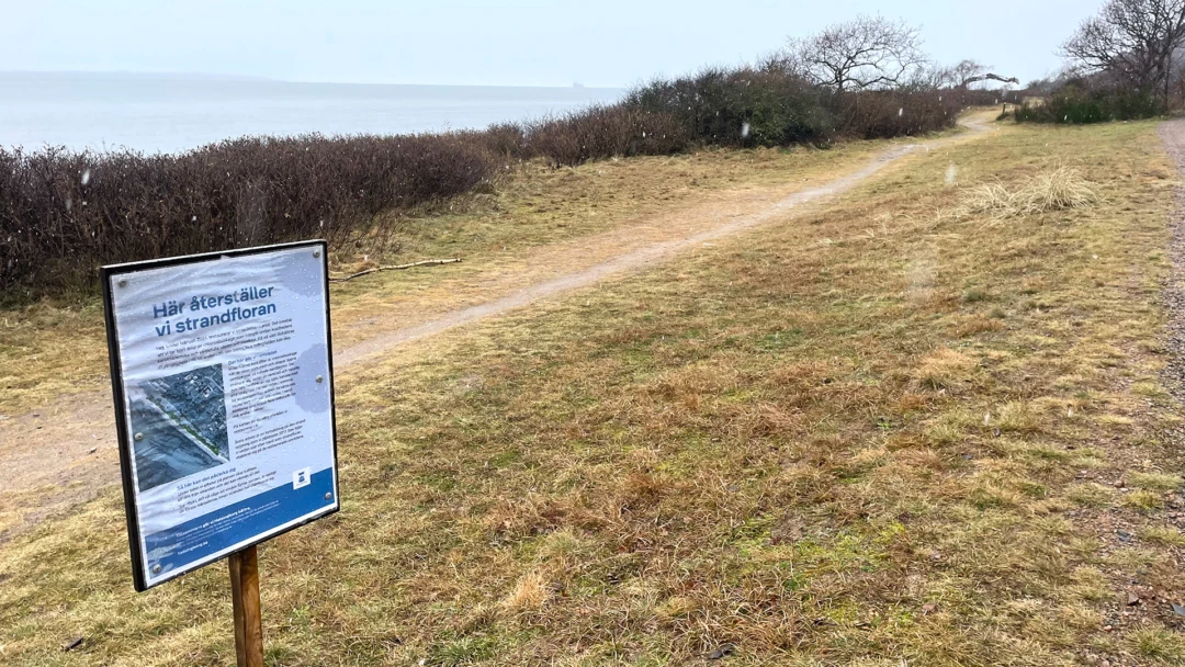 Strand med vresrosor och skylt som berättar om varför vi rensar stränderna.