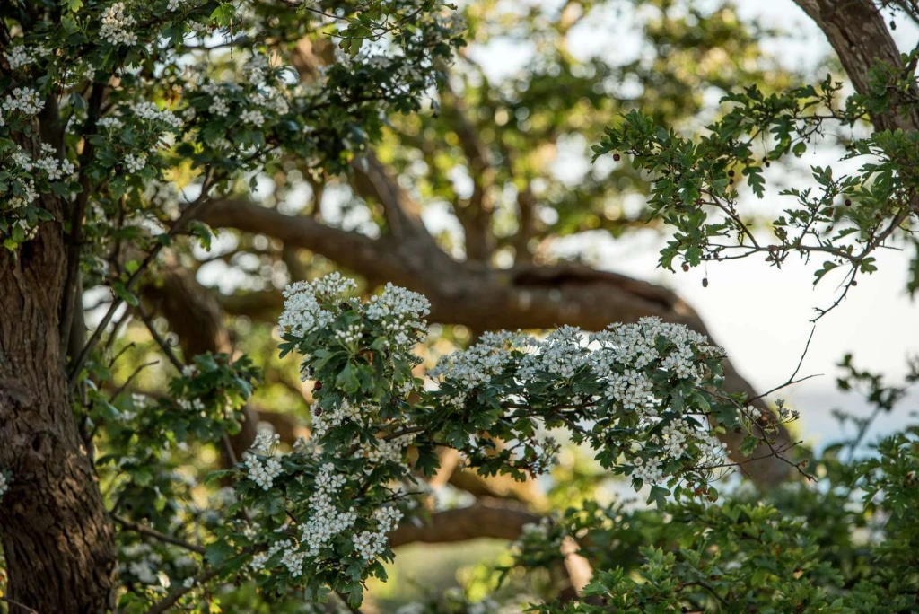 Vita små blommor på en solupplyst trädgren.