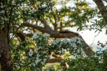 Vita små blommor på en solupplyst trädgren.