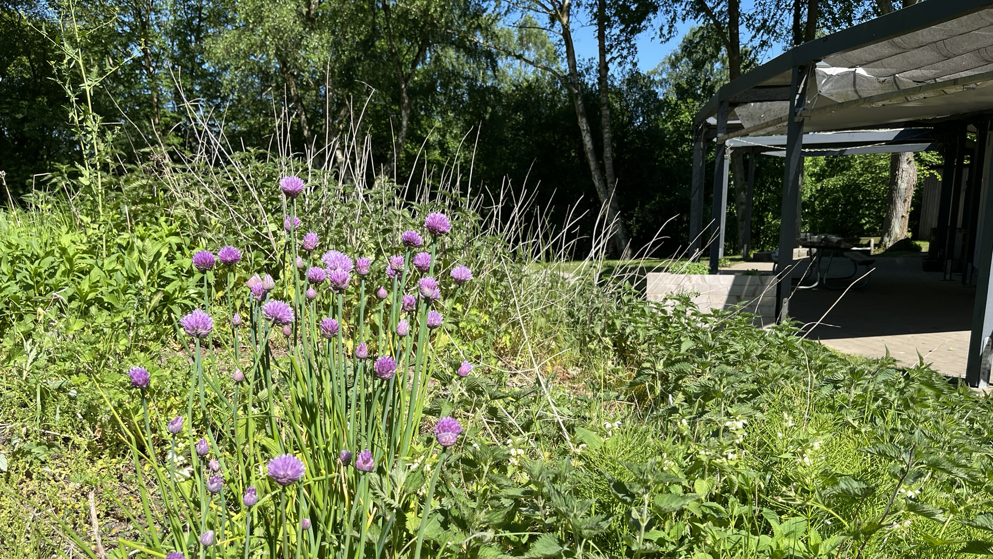 En vildvuxen gräsyta med lila blommor i hörnet av en trädgård.