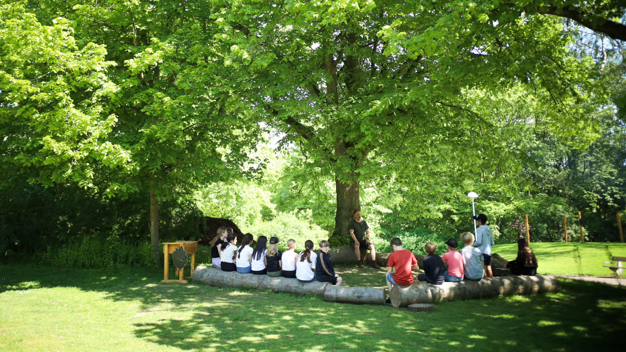 En grupp av barn som sitter på stockar under ett stort grönt träd.