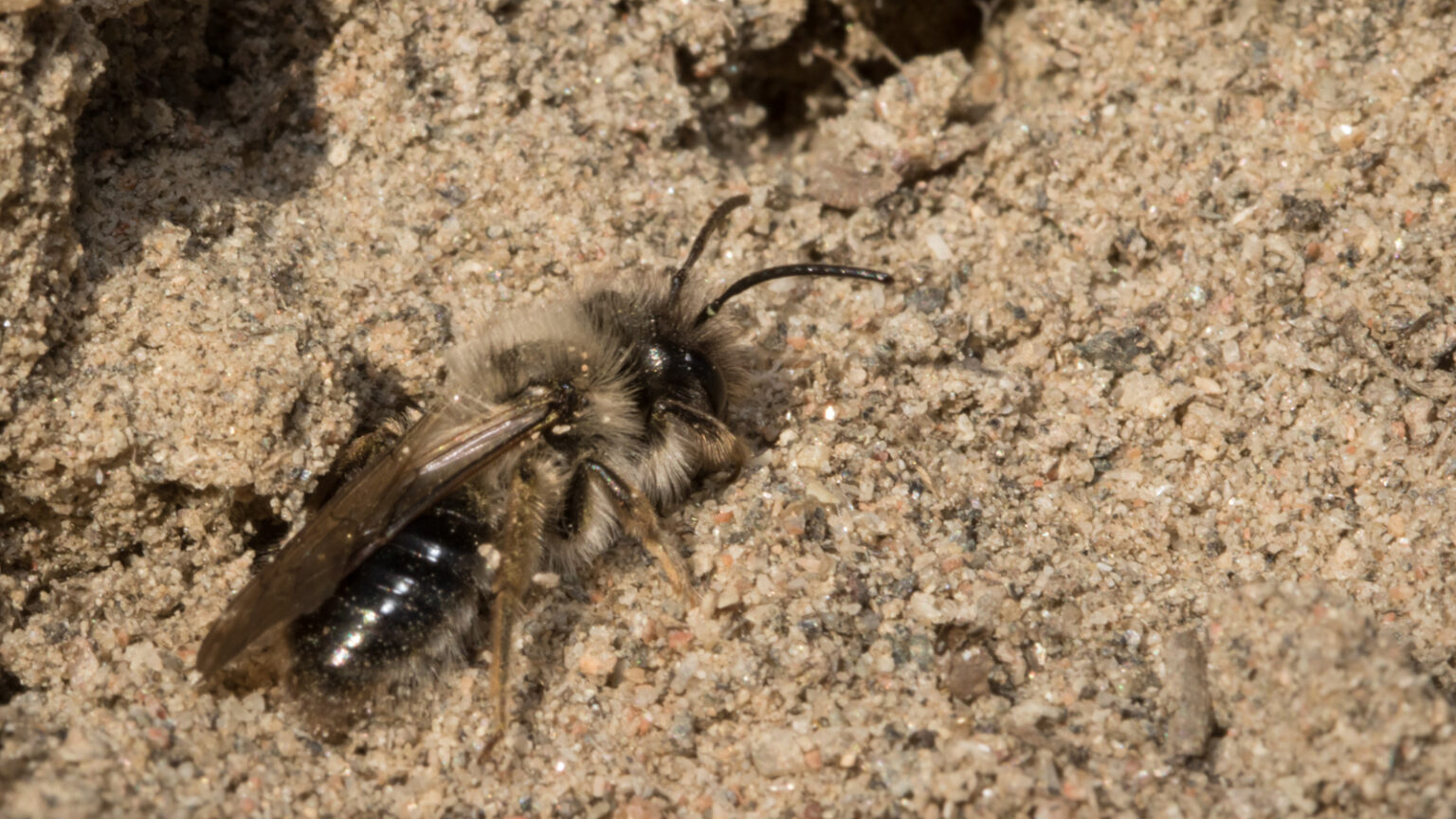 Ett bi som kryper i sanden.