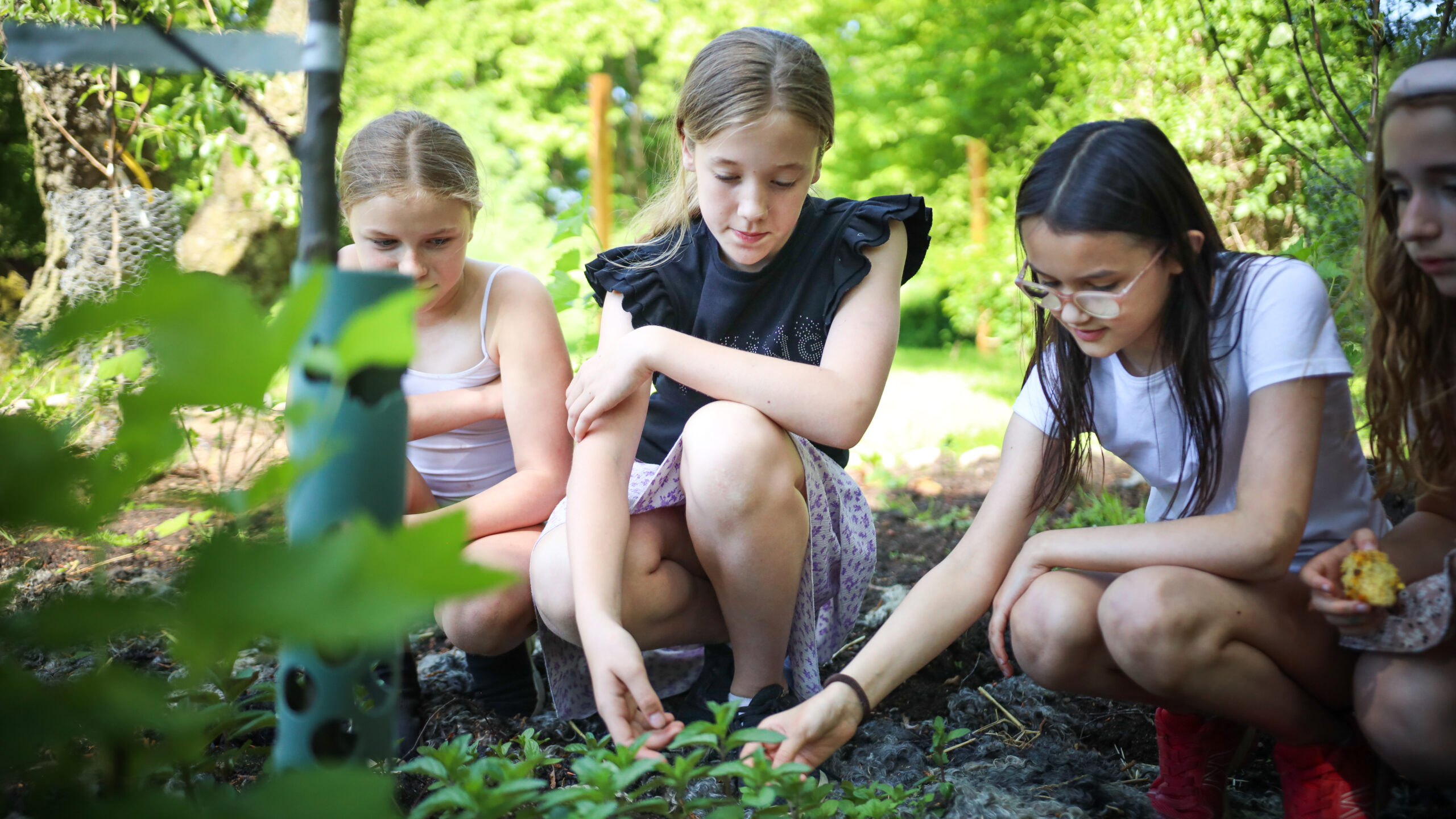 Tre barn sitter på huk och känner på några gröna blad i en dunge i skogen.