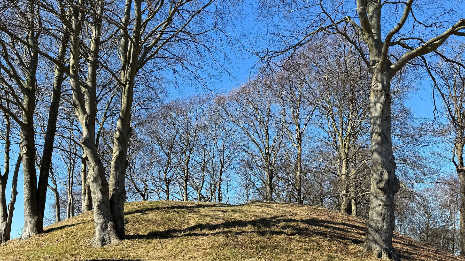 Liten kulle med träd.