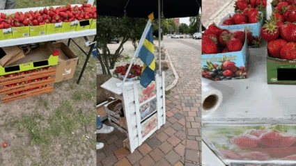 Tre bilder som föreställer jordgubbsförsäljare och jordgubbar, den ena i ett stånd med svensk flagga.