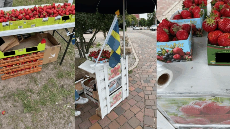 Bilder tagna under tillsyn mot jordgubbsförsäljare 2024