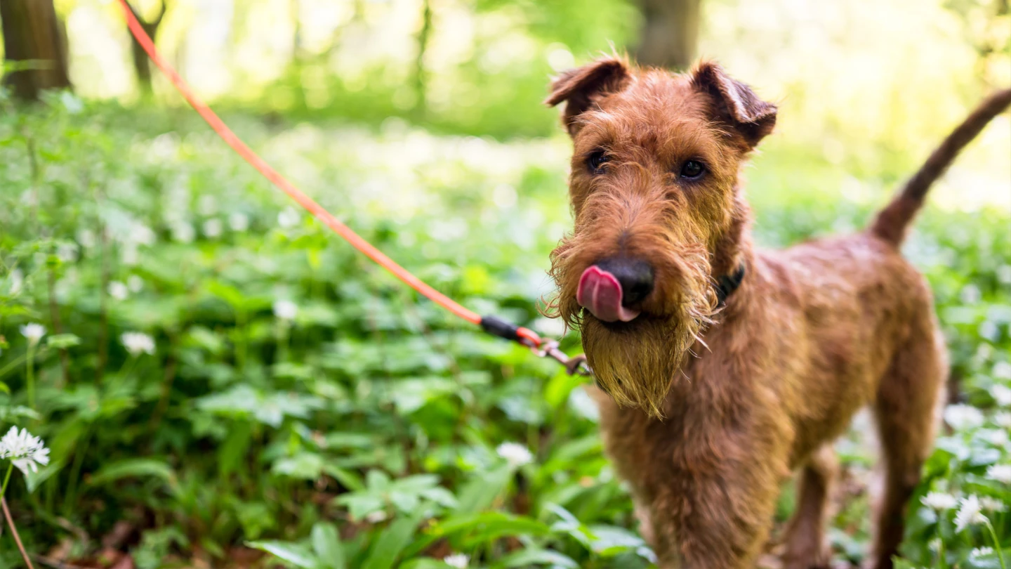 Hund, hundhägn