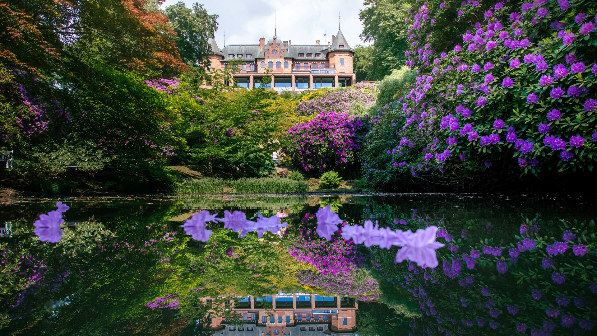 Sofiero slott med damm och rhododendron i förgrunden. (foto: Mattias Berglund/Sofiero)