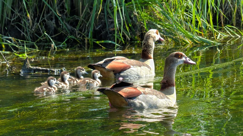 Nilgås (Alopochen aegyptiacus)