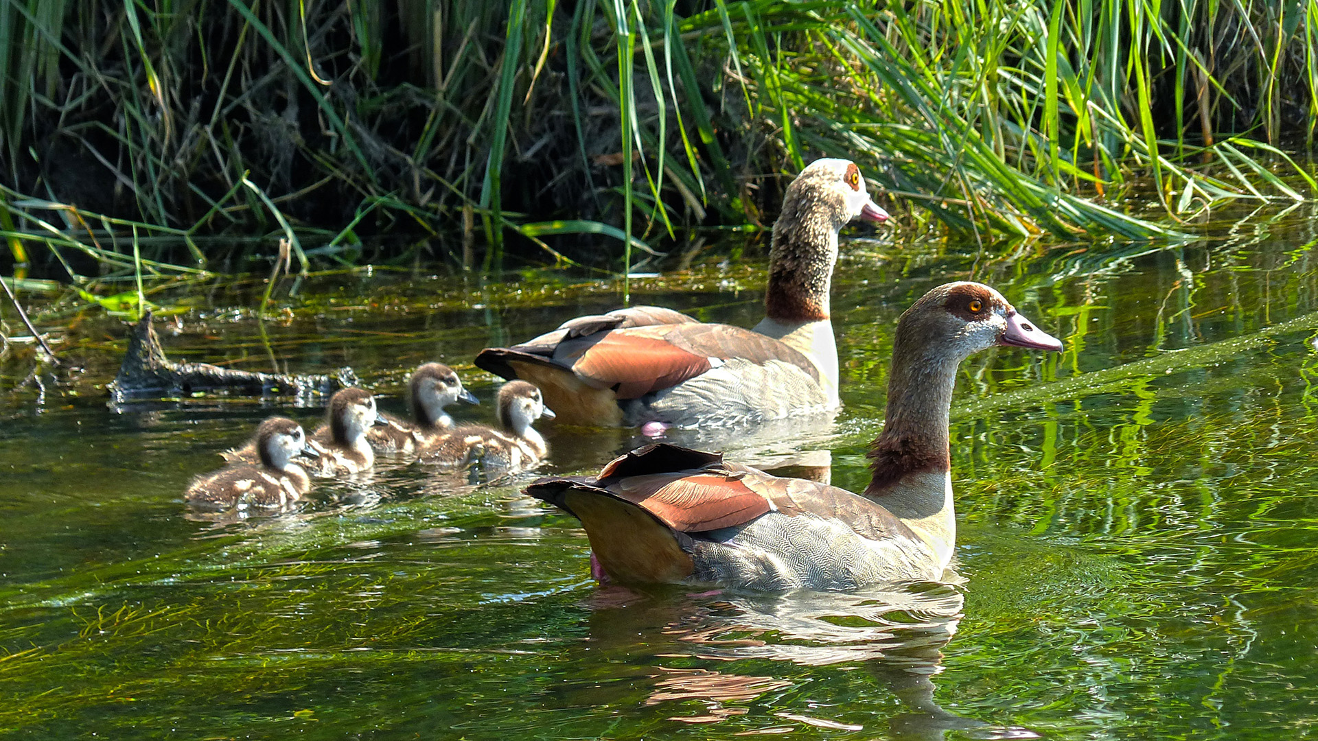 Nilgås (Alopochen aegyptiacus)
