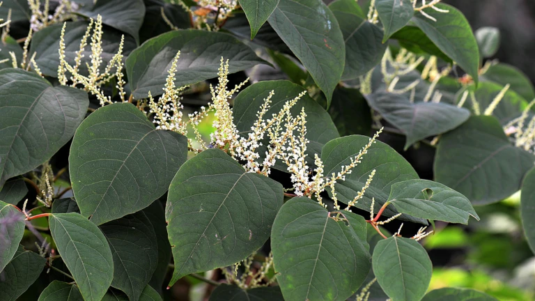 Parkslide (Reynoutria japonica)