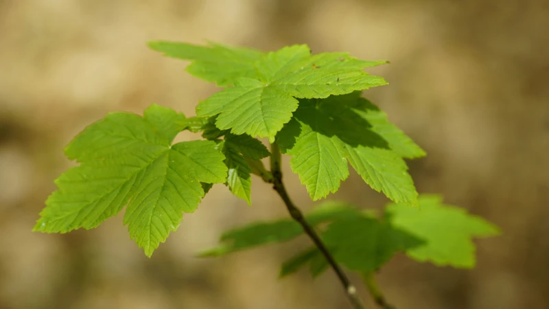 Sykomorlönn (Acer pseudoplatanus)