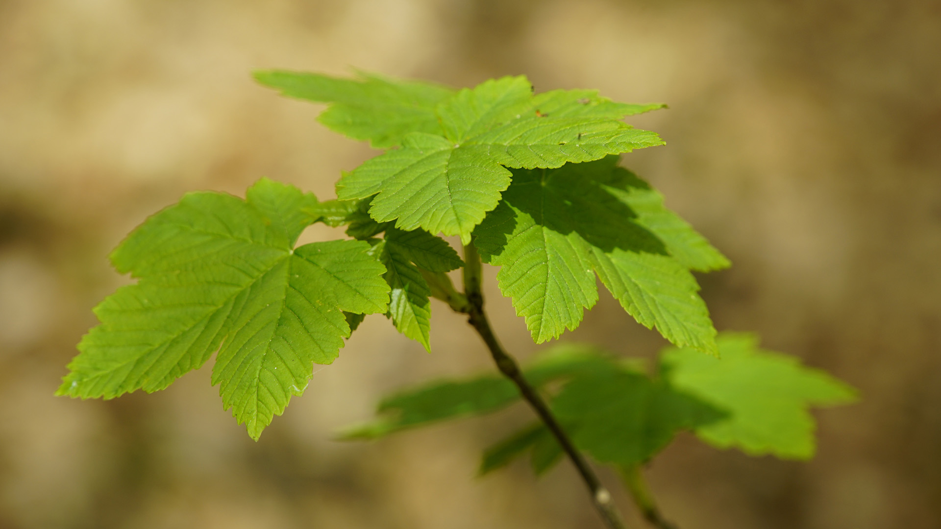 Sykomorlönn (Acer pseudoplatanus)