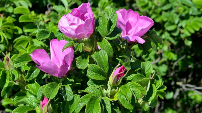Vresros (Rosa rugosa)