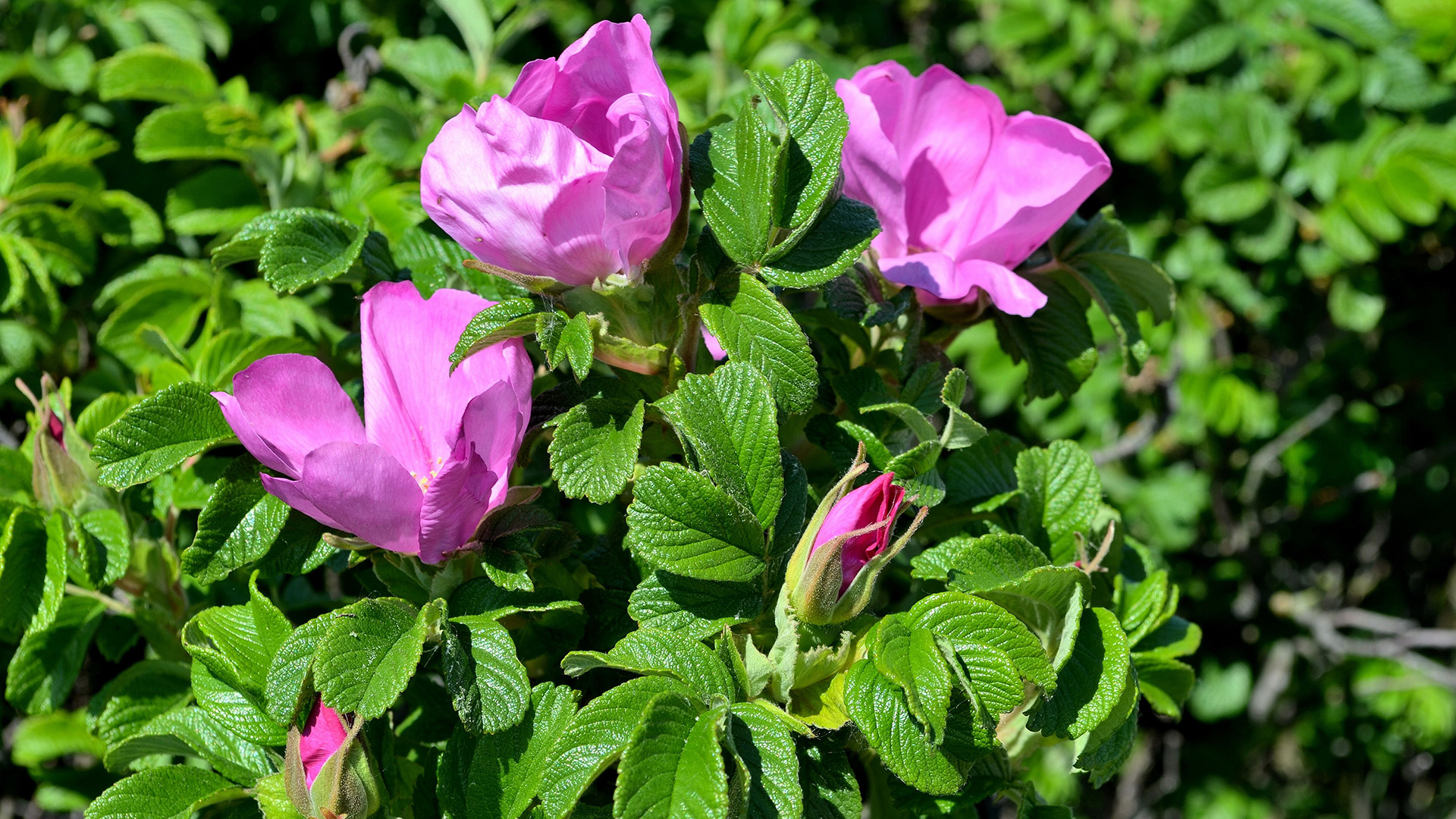 Vresros (Rosa rugosa)