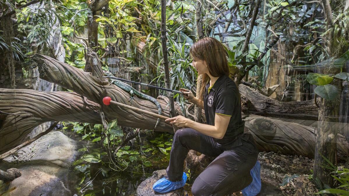Djurvårdare sitter på knä i terrarium och tittar på en ödla.