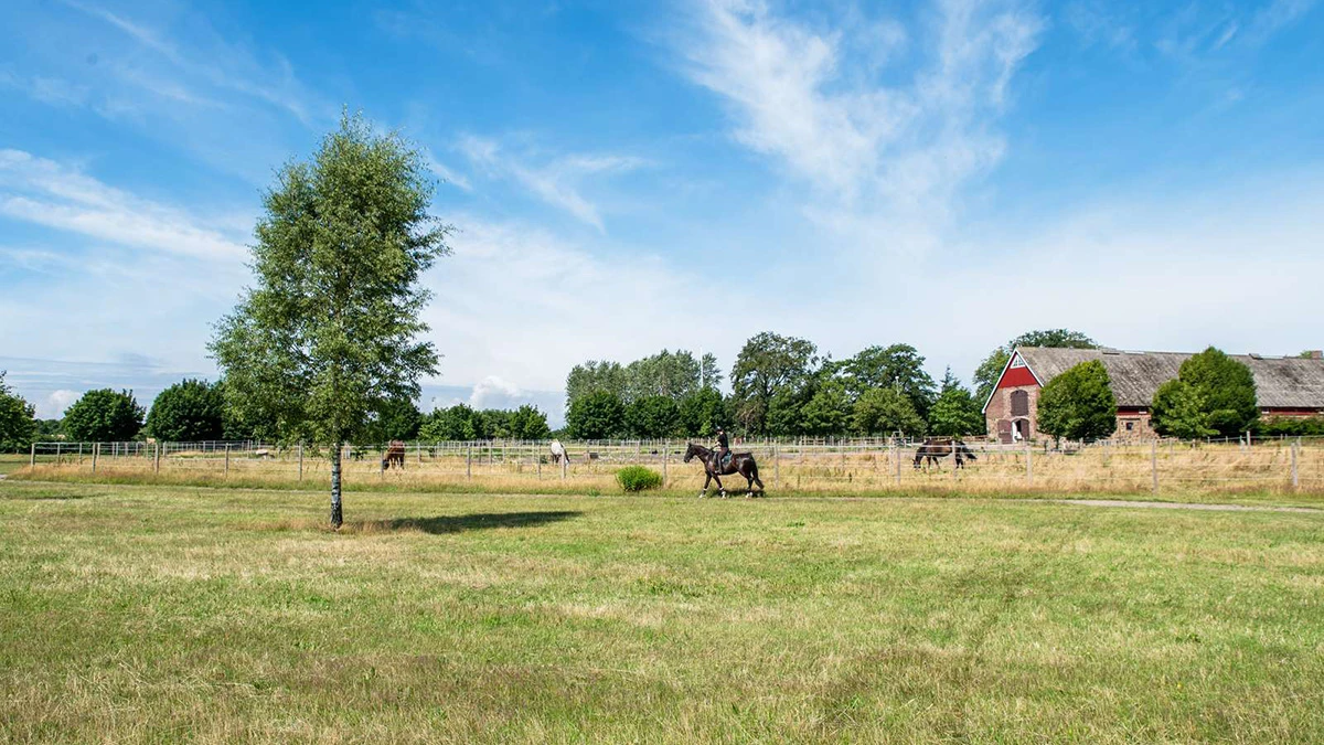 Hästar i hage i Gustavslund i Helsingborg