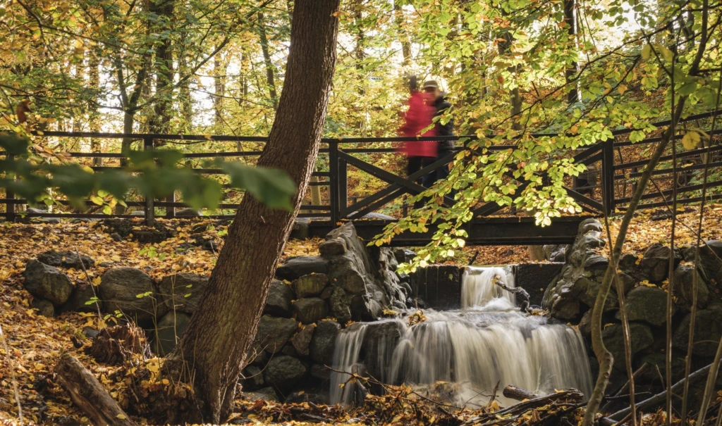 Personer som går i skogen en höstdag