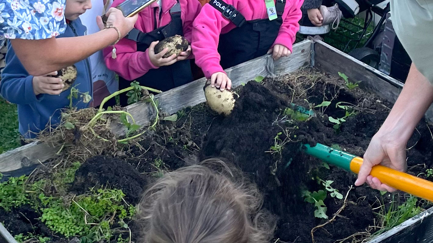 Barn skördar grönsaker från odlingslåda (Foto: Sagoträdets förskola 2024)