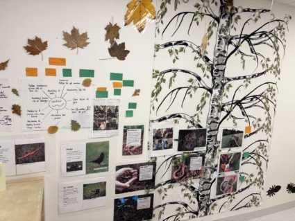 En vägg med en stor tecknad björk och flera foton på daggmaskar och natur. Till vänster sitter papper med anteckningar, färgade lappar och torkade löv.
