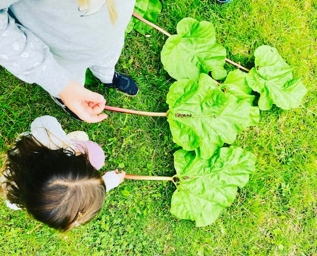 Barn och vuxna räknar med rabarberblad på Skogsgläntans förskola