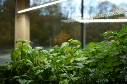 Foto på odling av örter.