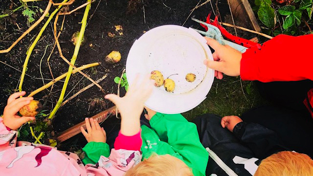 Barn skördar potatis från trädgårdslandet på Skogsgläntans förskola.