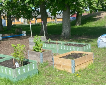 Odlingslådor på skolgården med örter, bär och grönsaker.