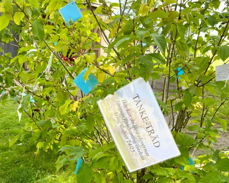 Bild på Tanketräd på Allerums skola