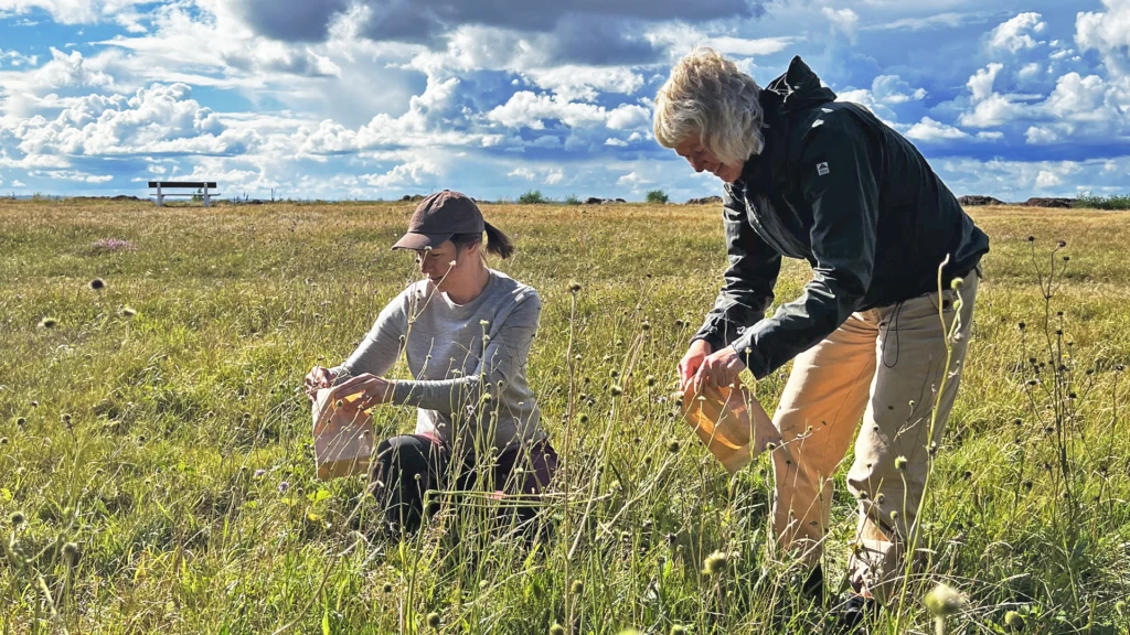 Från frö till planta