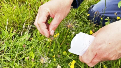 Från frö till planta