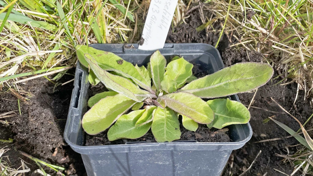 Från frö till planta