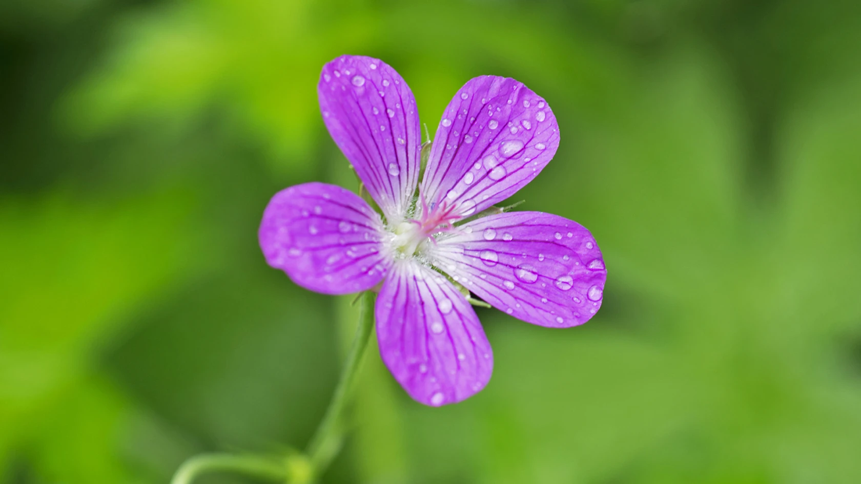 Från frö till planta