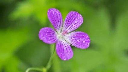 Från frö till planta