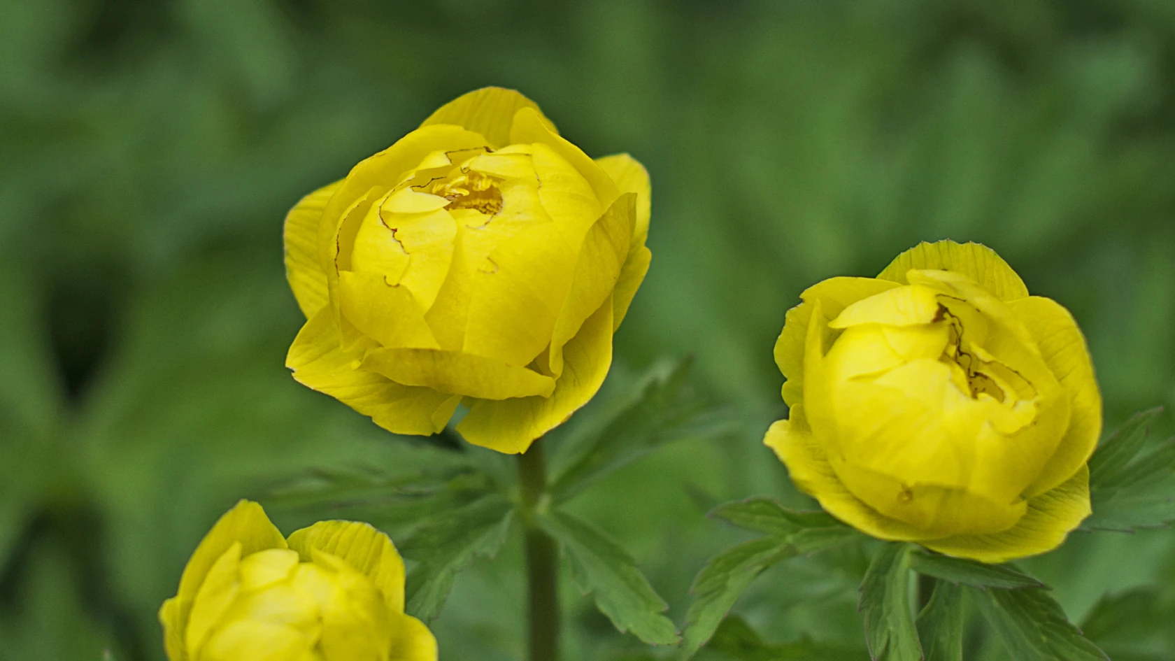 Från frö till planta