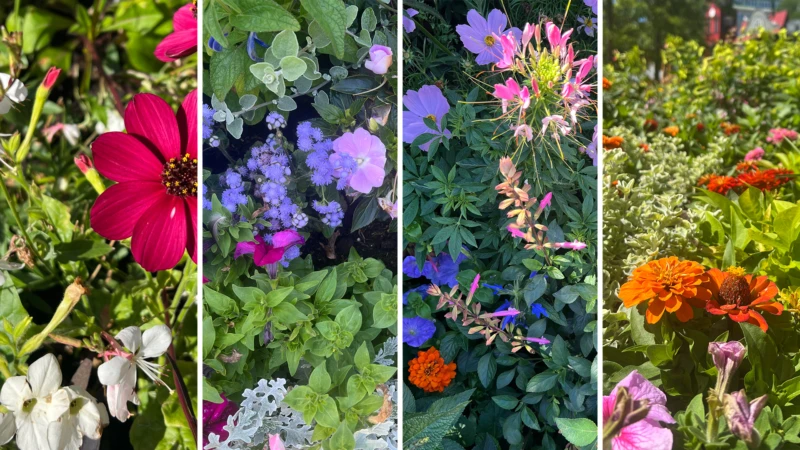 Bildkollage med fyra rabatter i Helsingborg