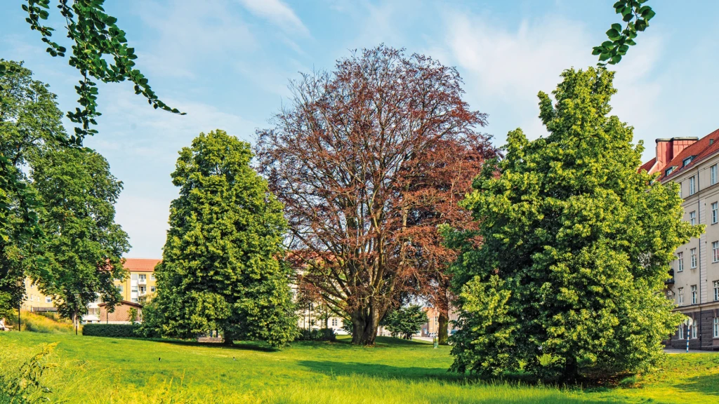 Blodboken i Kopparmölleparken